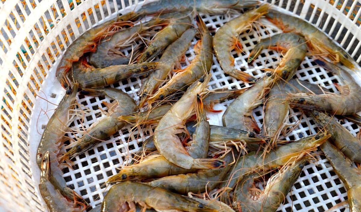 活虾最新鲜保存方法指南