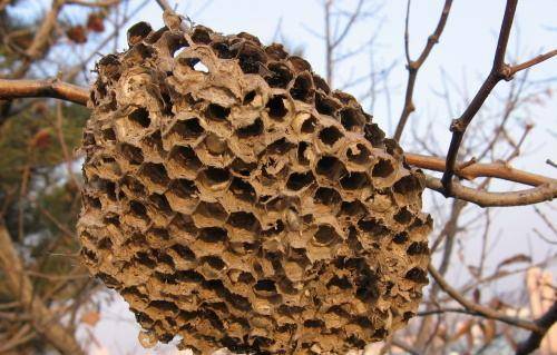 最新孢子虫特效药,自然美景中的治愈之旅
