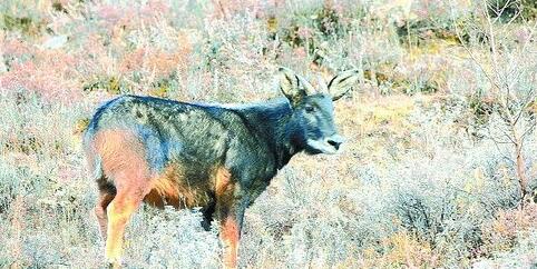 2024今晚最准四不像,全面设计实施_RFZ55.560权限版