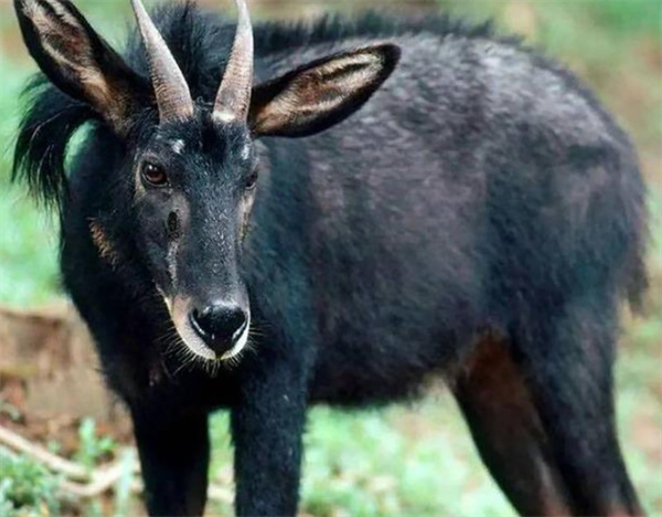 2024今晚最准四不像,全面设计实施_RFZ55.560权限版