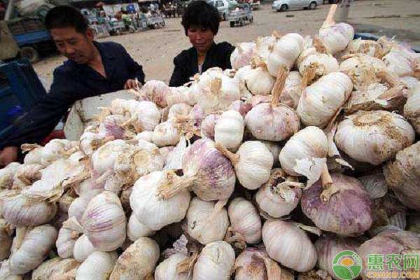 大蒜最新行情与友情的温馨互动日常