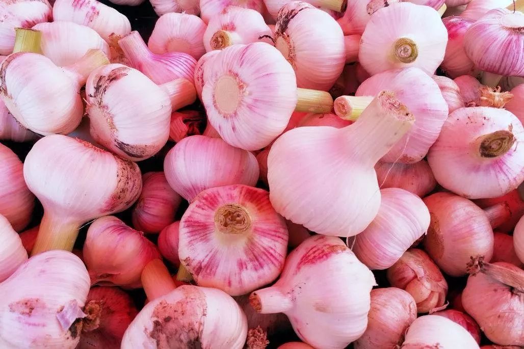 大蒜最新行情与友情的温馨互动日常