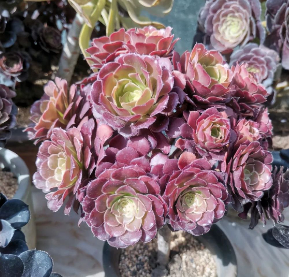 2O24澳门开奖结果王中王,快速问题解答_KVS23.108天然版