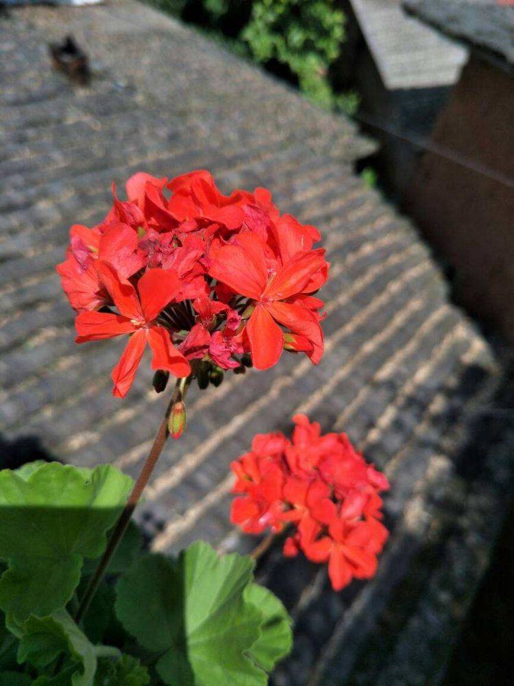 2O24澳门开奖结果王中王,快速问题解答_KVS23.108天然版