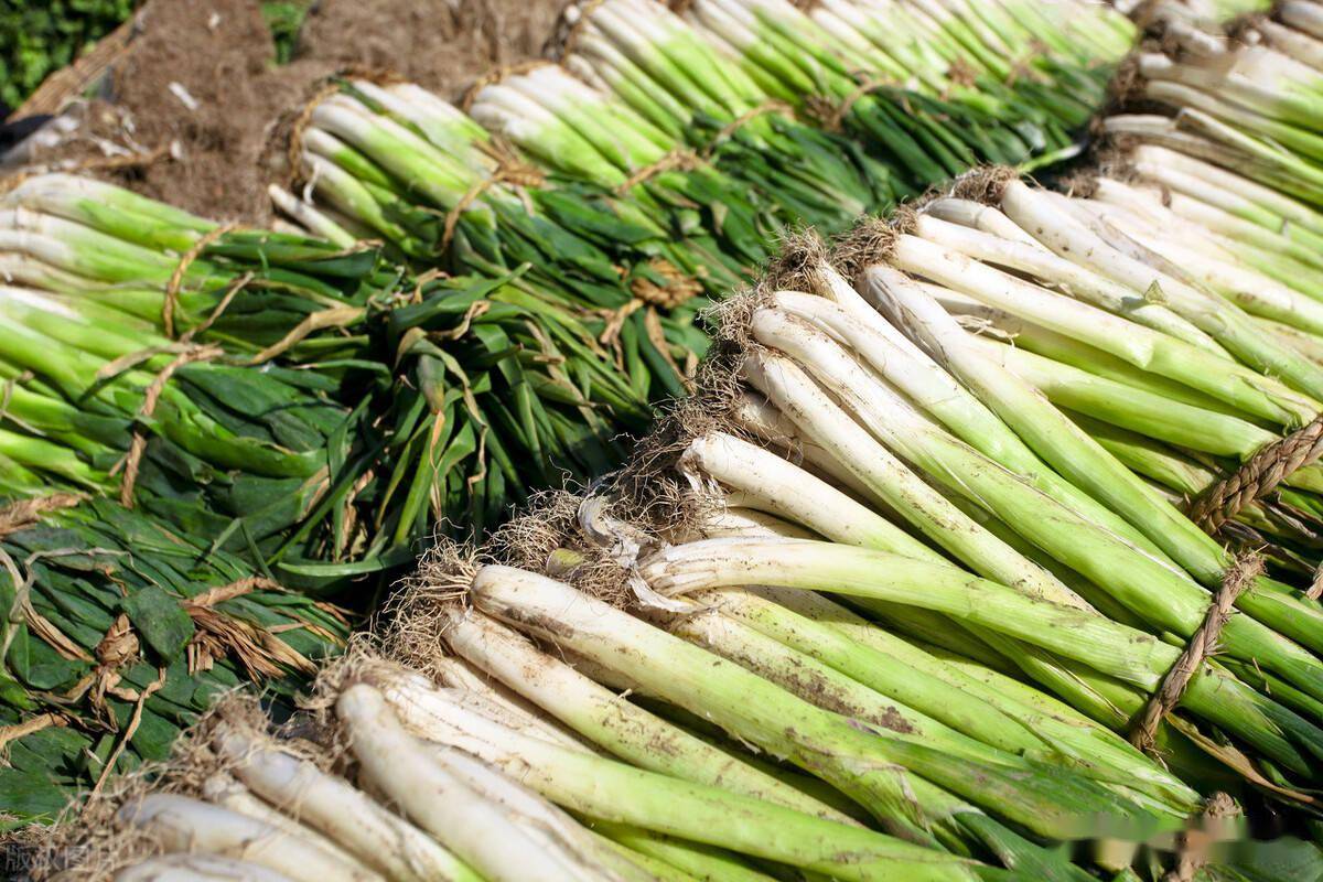 大葱最新价格行情与小巷深处的独特风味