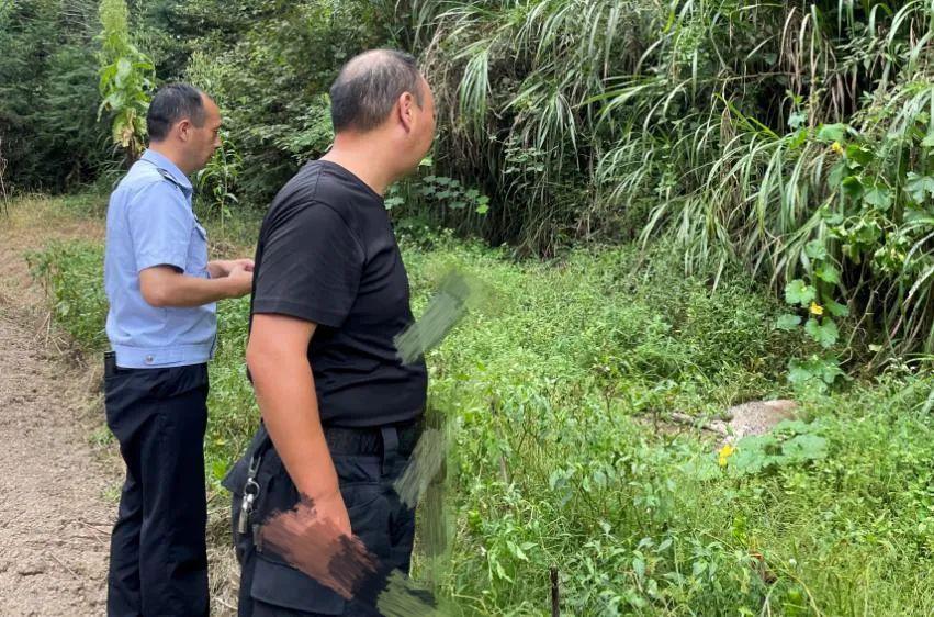 池州一高校内惊现狂奔野猪,实地观察数据设计_PWV27.271数字处理版