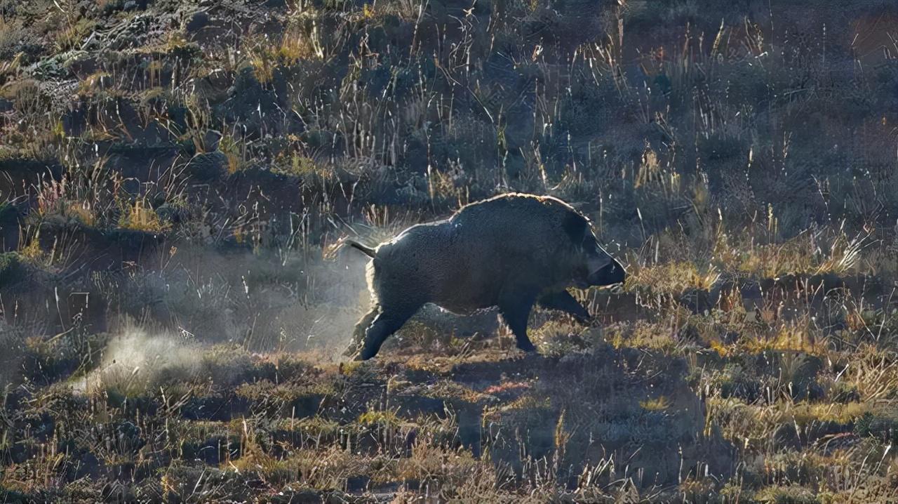 池州一高校内惊现狂奔野猪,实地观察数据设计_PWV27.271数字处理版