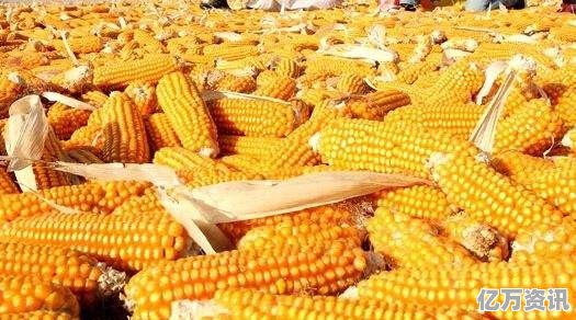 玉米情缘揭秘，最新行情价格背后的温暖故事