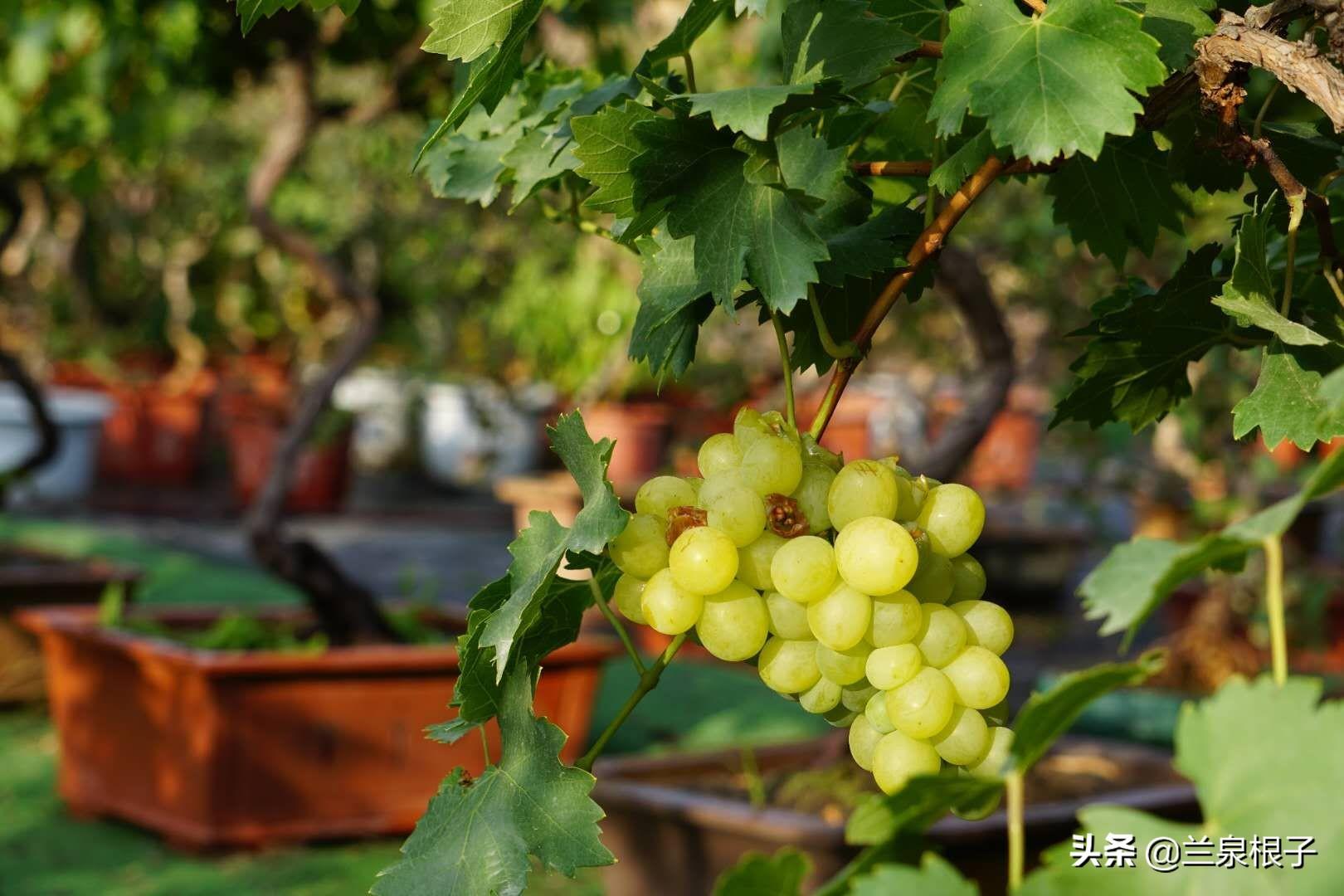 最新花木求购，市场趋势、正反观点与个人立场探讨