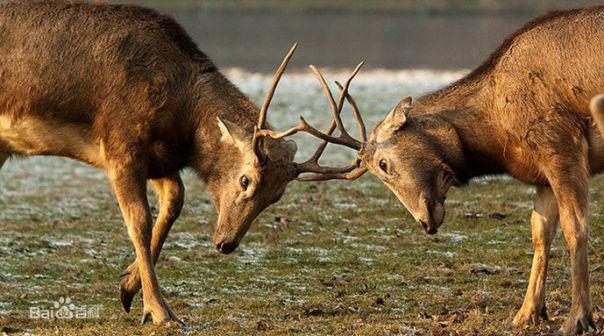 新澳四不象,理论考证解析_驱动版68.965