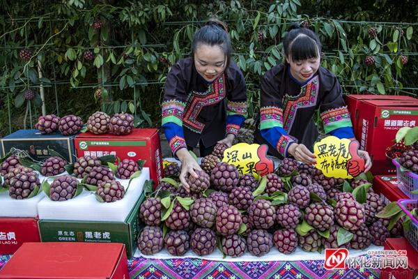 老虎聚合最新版本功能解析与体验分享,全新功能一网打尽!