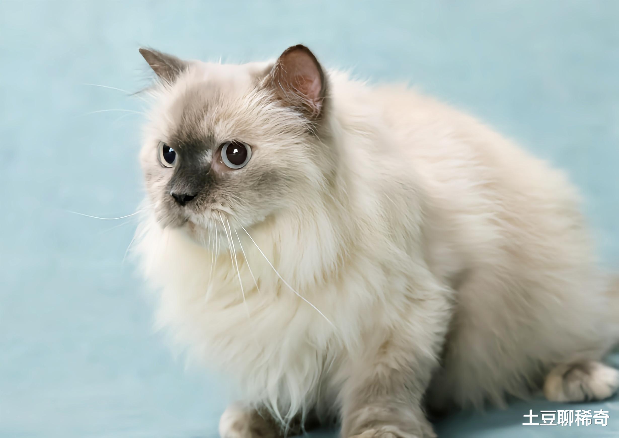 最新版猫咪,专家意见法案_时尚版94.291