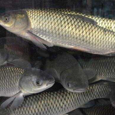 草鱼最新价格及市场走势多元观点深度解析