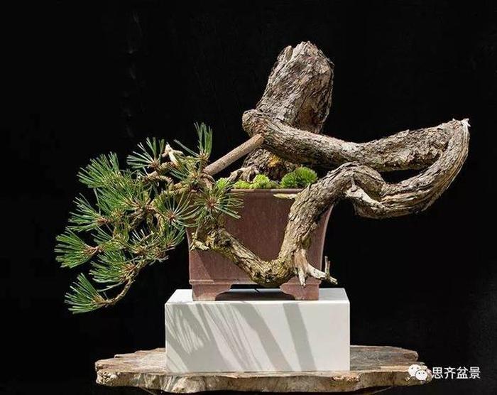 从零开始学习盆景艺术,最新盆景图片及其制作指南