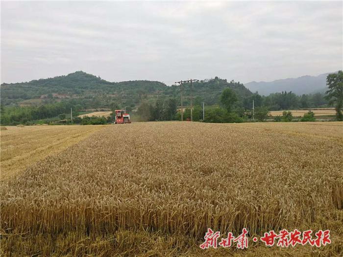 小麦最新价格行情与绿色之旅的心灵平静探寻