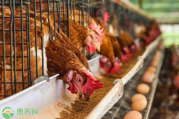 科技引领新时代养鸡业，今日淘汰鸡最新价格概览