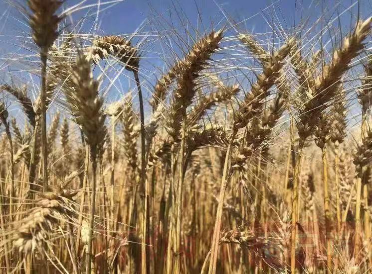 宋庄镇最新规划引领未来科技生活新潮流