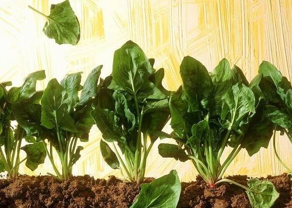 菠菜最新网站，深入探讨一种观点