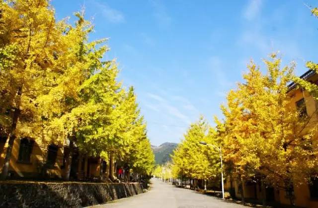银杏树价格行情揭秘，小巷绿意宝藏探索之旅的指南