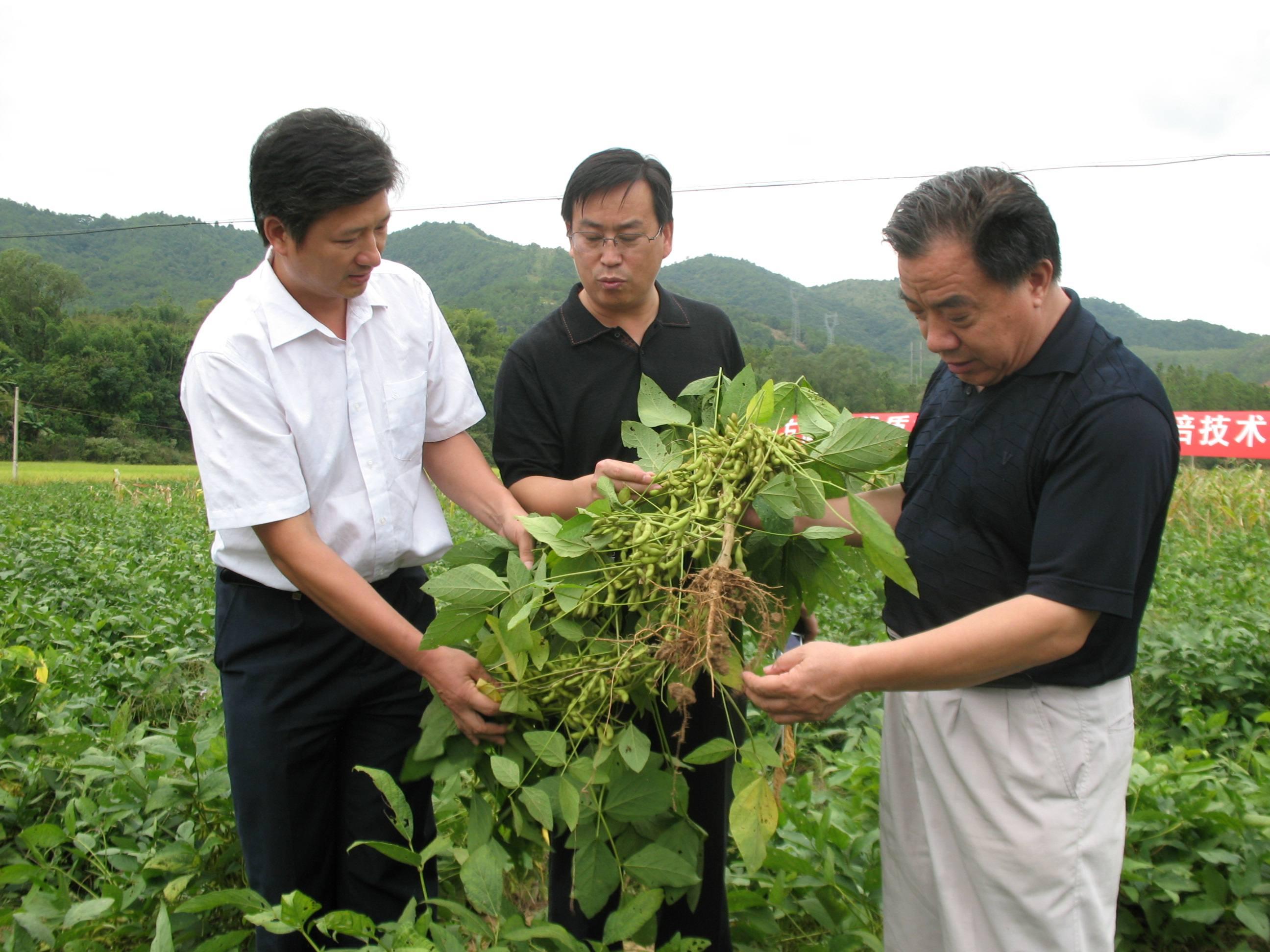 美国与中国大豆价格解析,全面对比与深度探讨