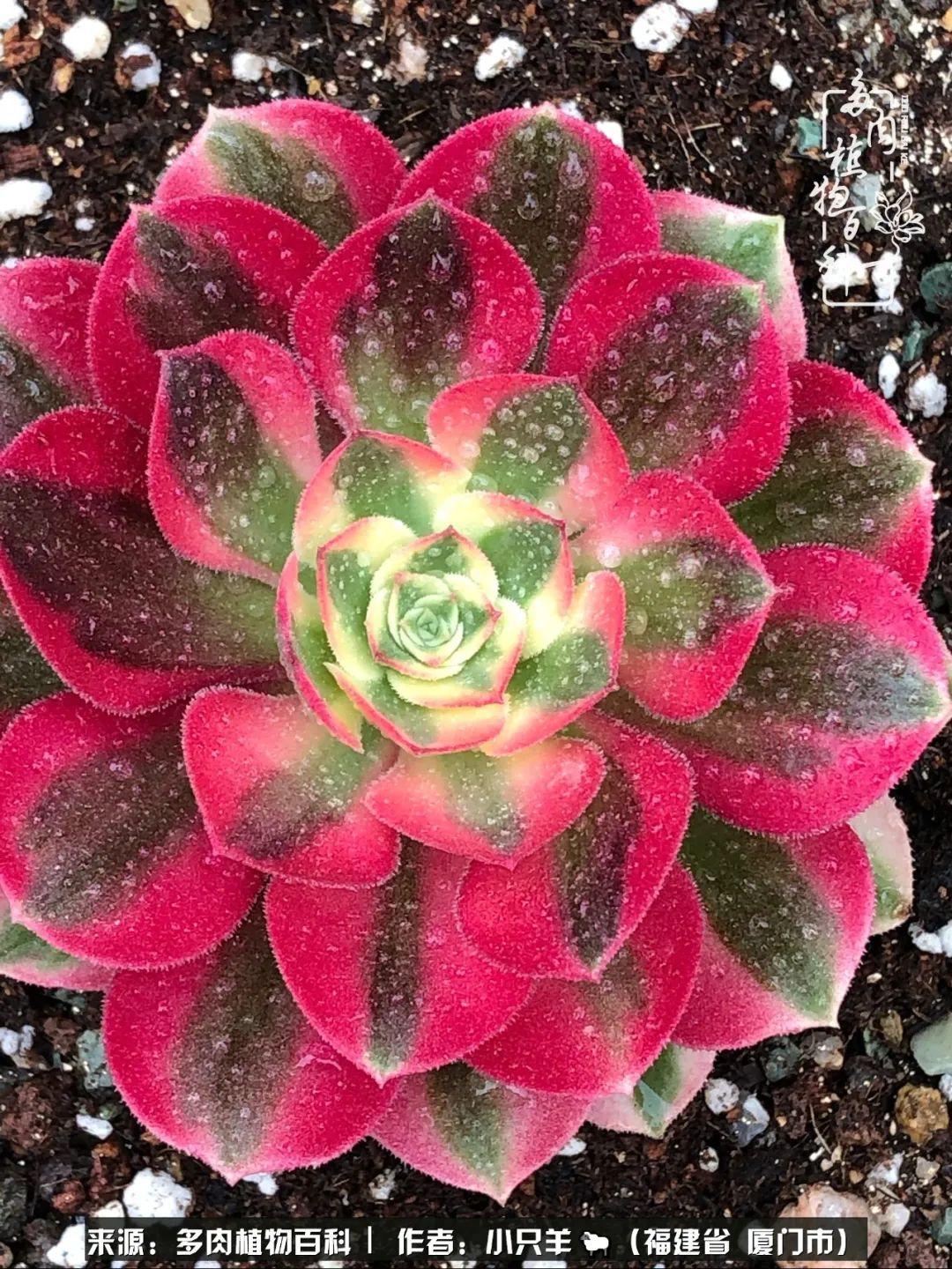 时代之光下的璀璨星辰，明星最新动态全解析