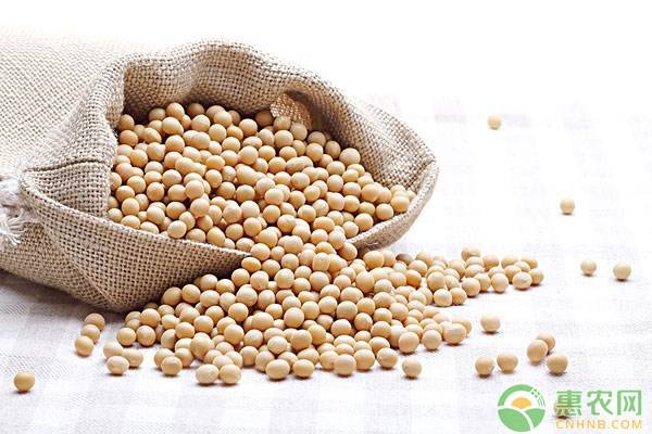 黄豆最新价格获取指南及行情分析