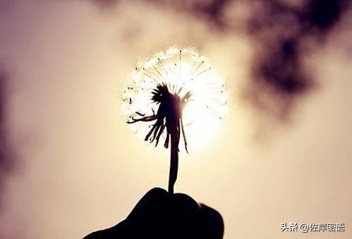 微小生命的力量,小草最新观点与生态系统阐述