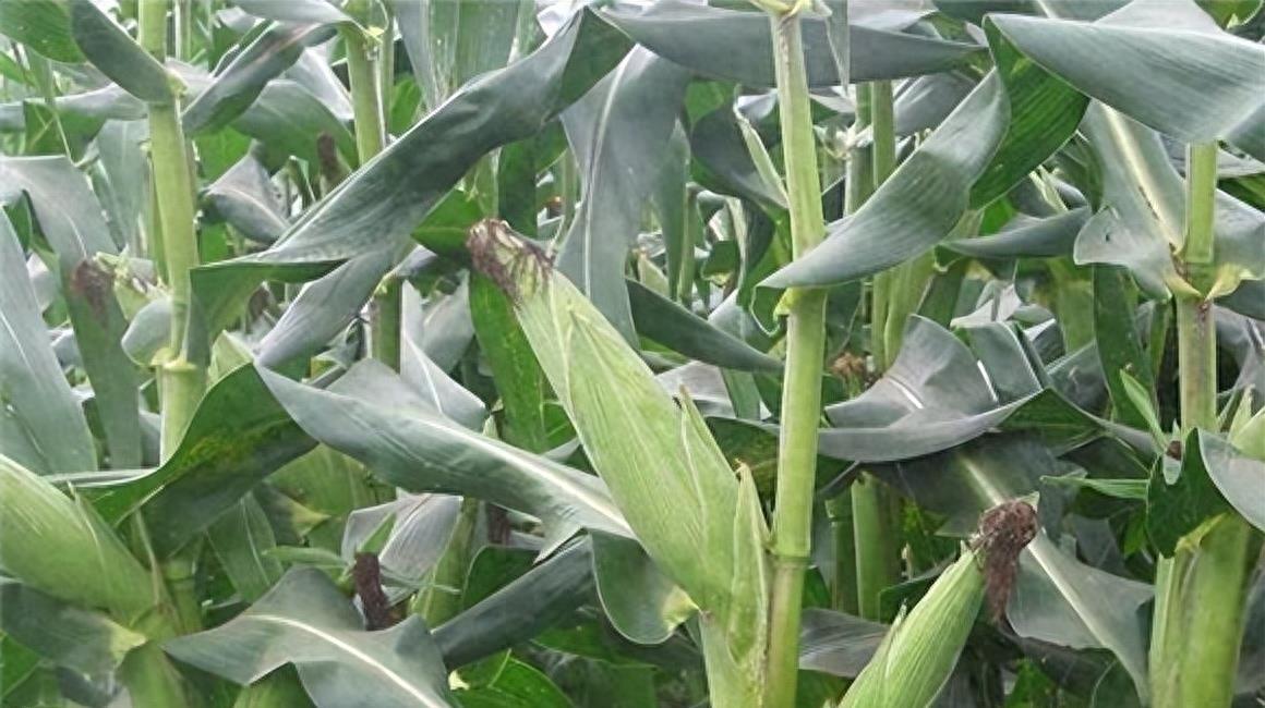 河南最新油价,时代变迁与影响分析