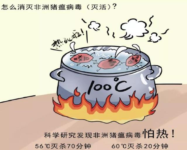 最新非洲猪瘟全面科普与应对要点指南