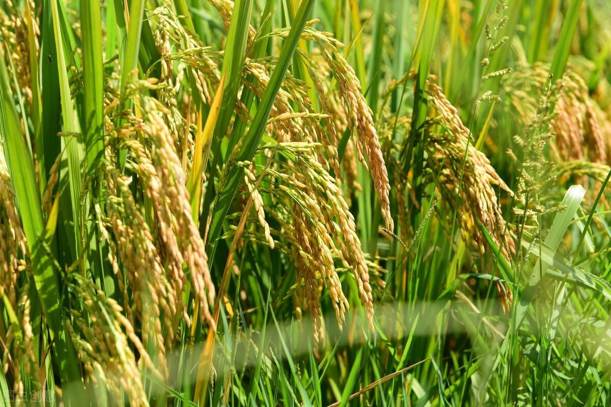 最新稻谷价格概览与分析