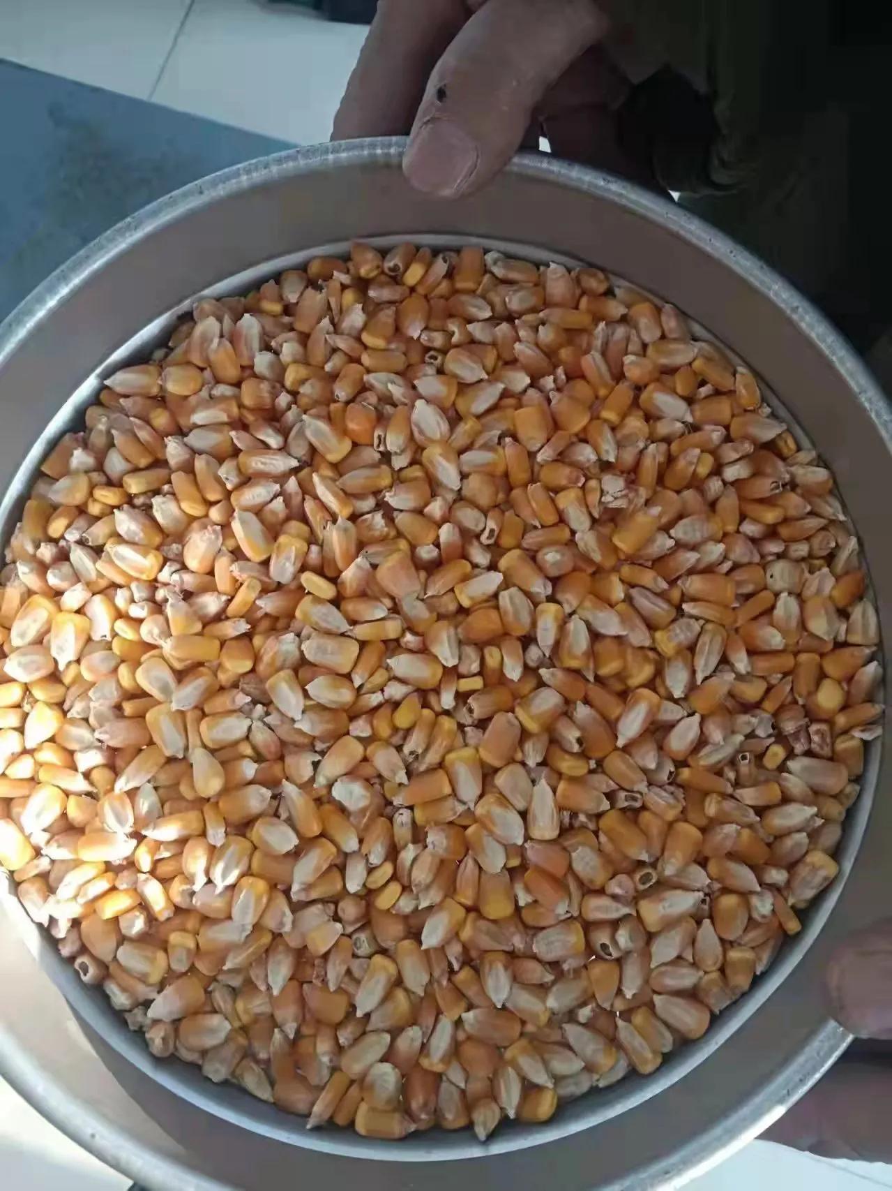 玉米今日最新价格,时代的见证与实时市场动态