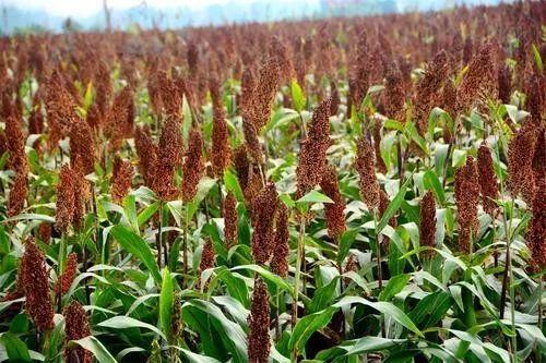 高粱最新价格概览,市场走势、影响因素与预测分析全解析